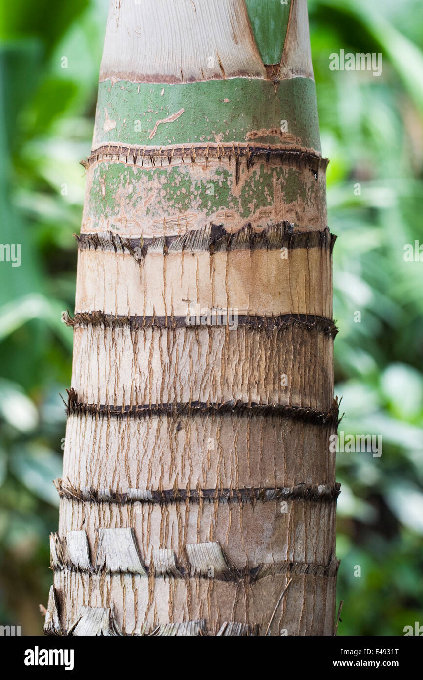 Hyophorbe lagenicaulis trunk. Bottiglia Palm tree in un ambiente protetto. Foto Stock