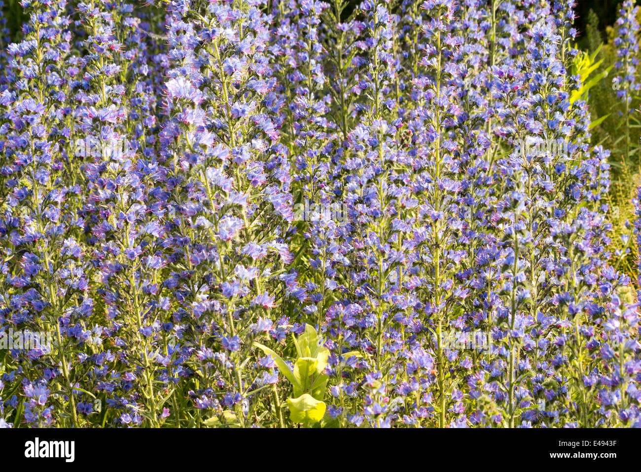 Fiori viola Foto Stock