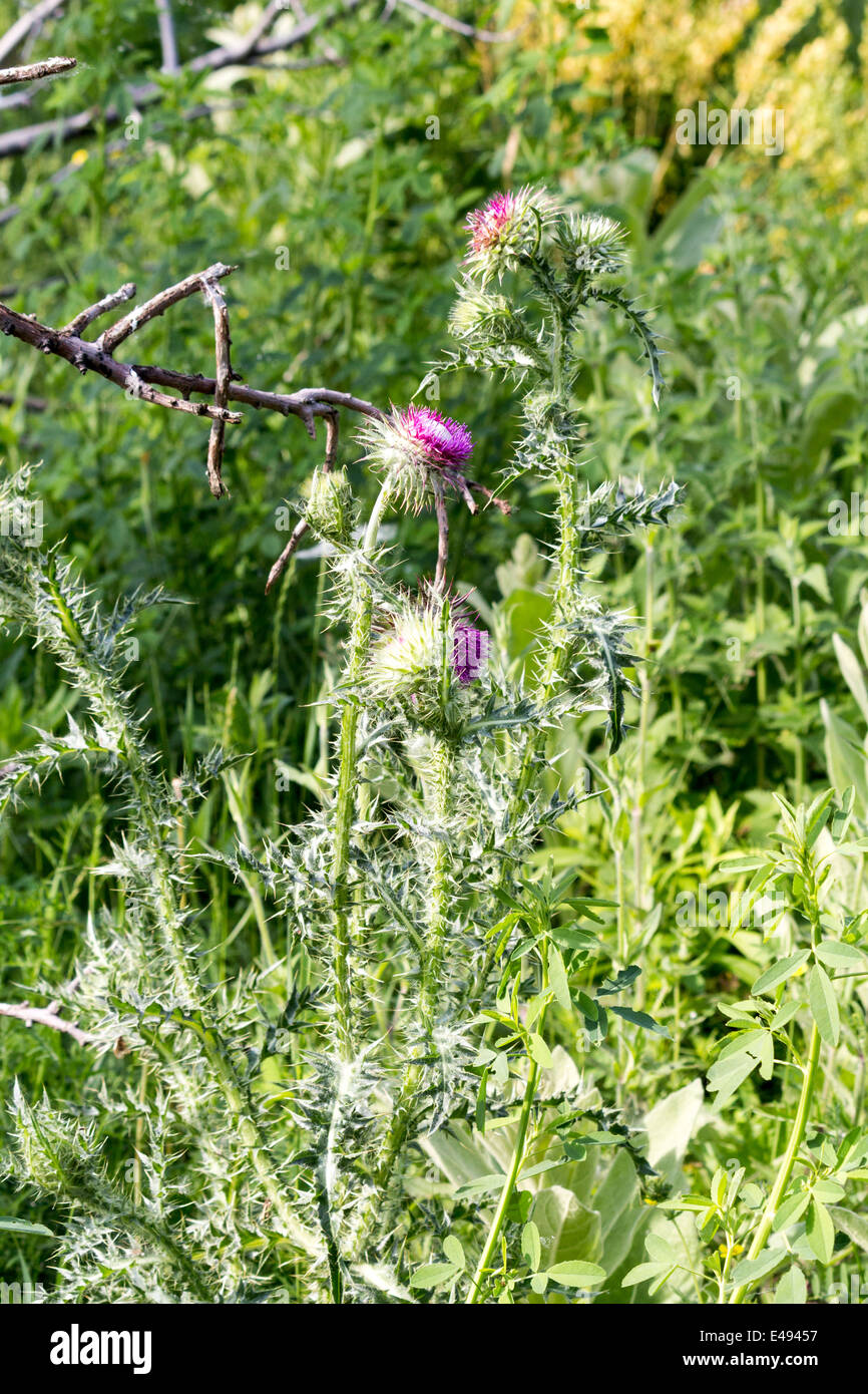 Scotch cardi con spine a Leslie St spiedo o Tommy Tompson Park di Toronto Ontario Foto Stock