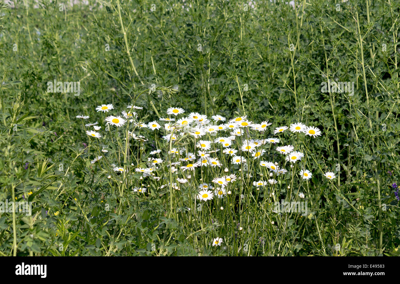 Margherite selvatiche che crescono in la Leslie St spiedo o Tommy Tompson Park di Toronto Ontario Foto Stock