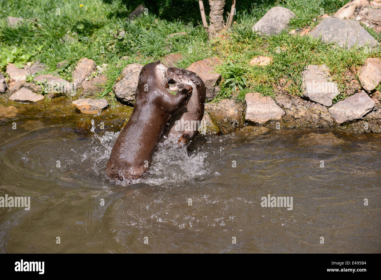 Due Lontra europea (Lutra lutra) giocando e combattendo in acqua Foto Stock