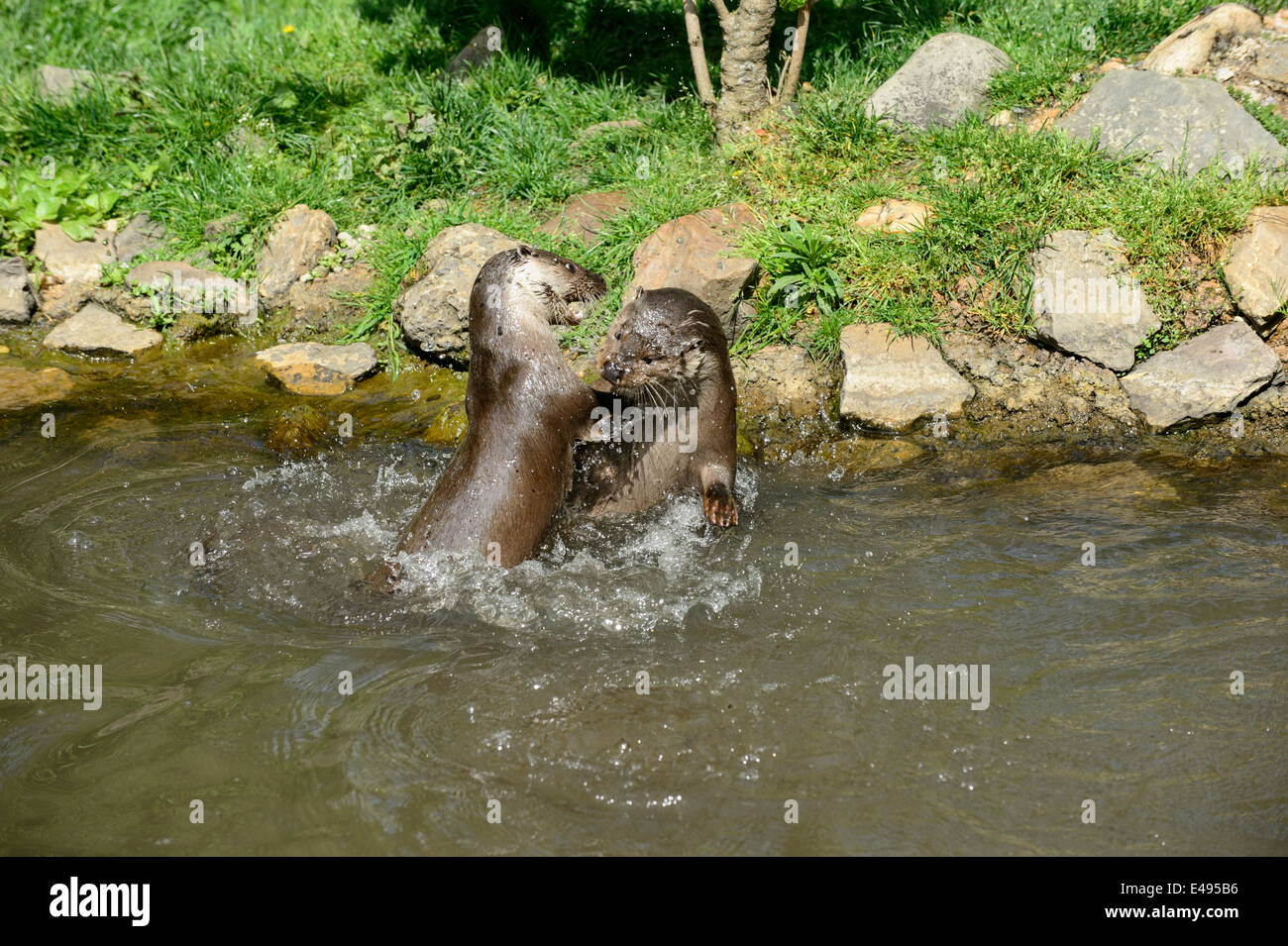 Due Lontra europea (Lutra lutra) giocando e combattendo in acqua Foto Stock