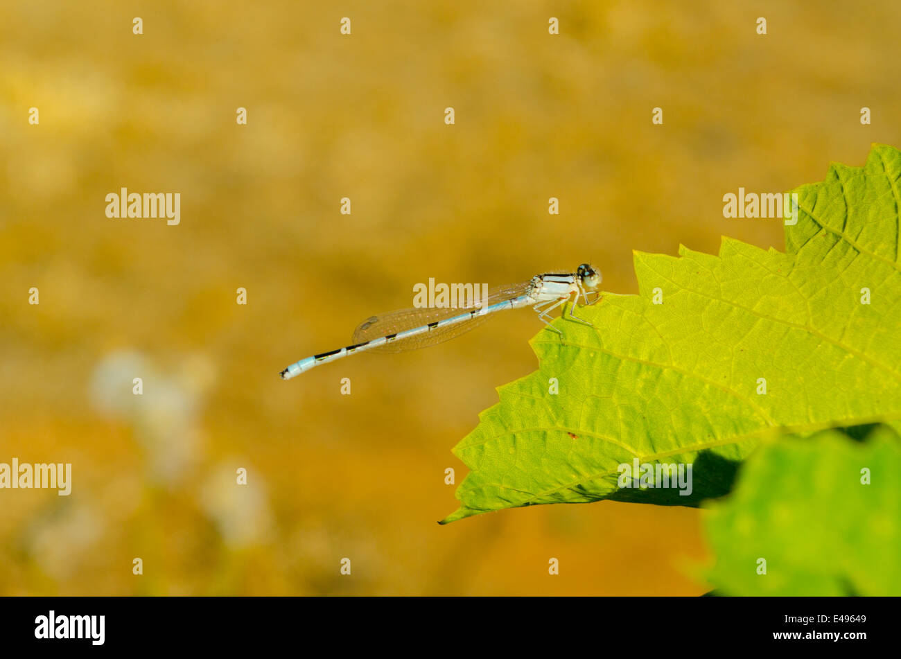 Blu (dasher Pachydiplax longipennis) dragonfly masticare un vitigno, Foto Stock