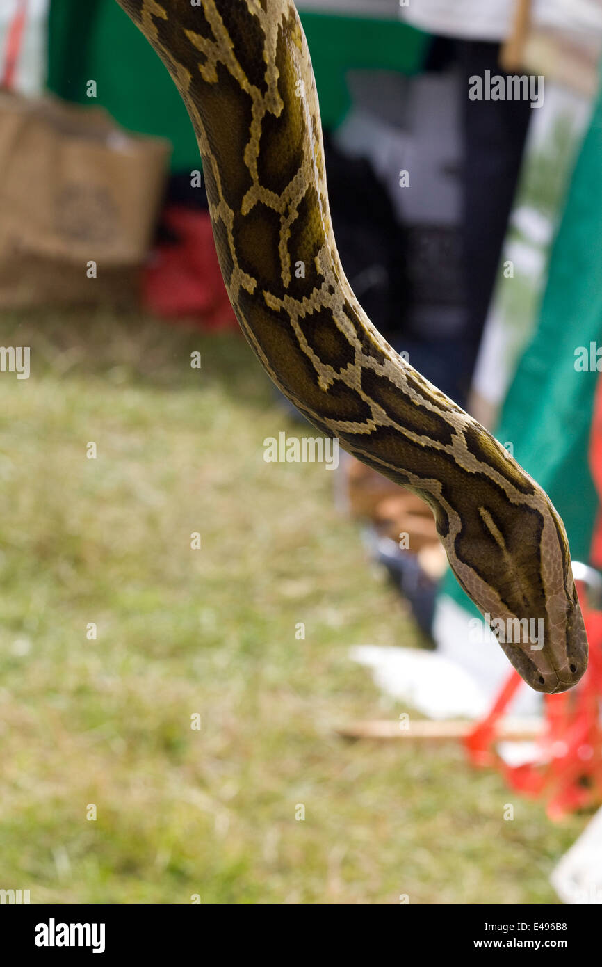 Sfera nonvenomous python essendo trattenuto Foto Stock
