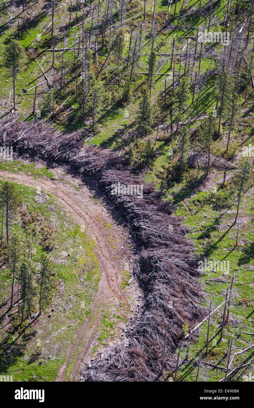 Morto di alberi di pino disperse nel tentativo di controllare il coleottero del pino infestazione nel South Dakota Foto Stock