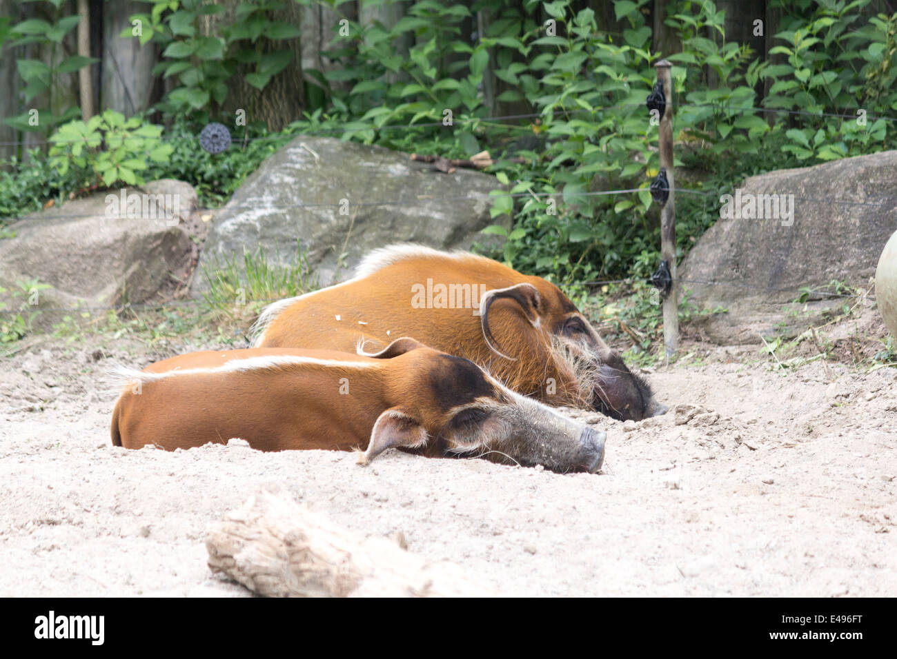 Due rossi porci di acqua di dormire su una calda giornata a Toronto Zoo Foto Stock