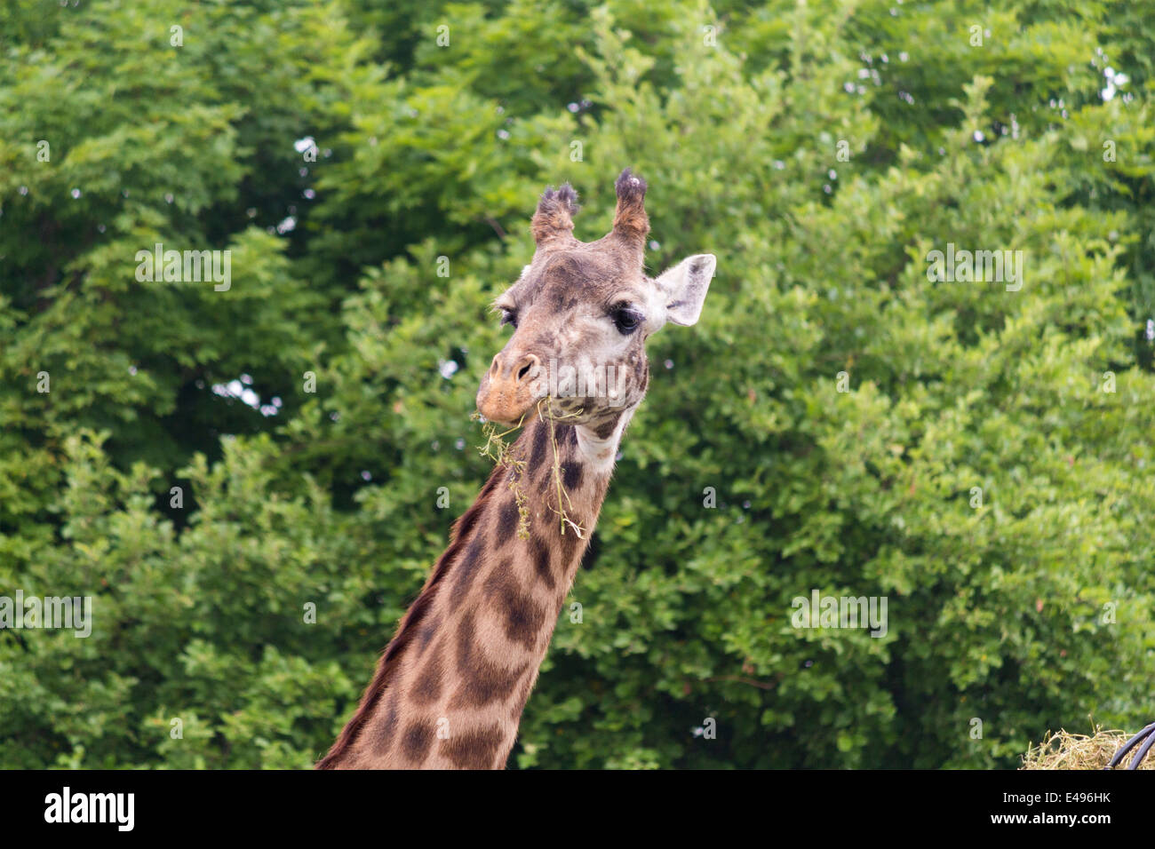 Twiga Maasai giraffe mangiare fieno al Toronto Zoo Foto Stock