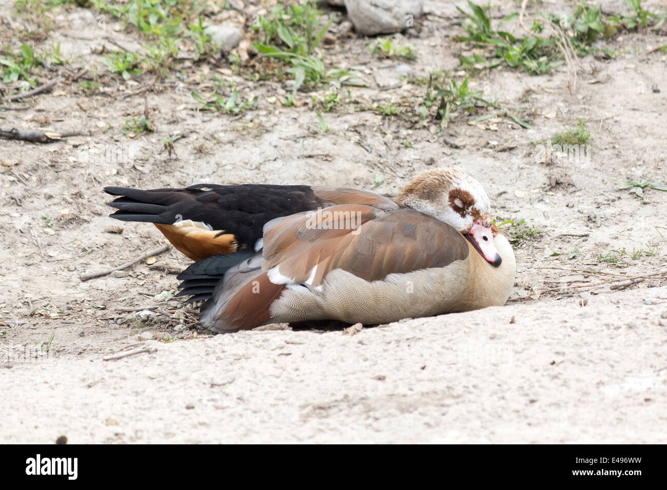 Duck dormire nella sabbia al Toronto Zoo Foto Stock