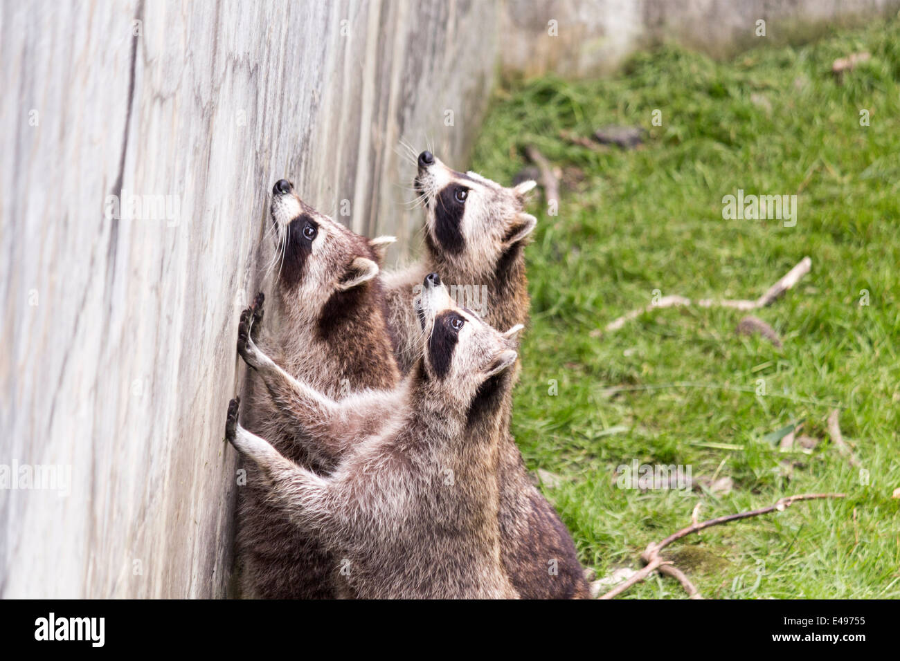 Famiglia di tre procioni in attesa per lo Zoo di Toronto i visitatori di buttare un po' di cibo Foto Stock
