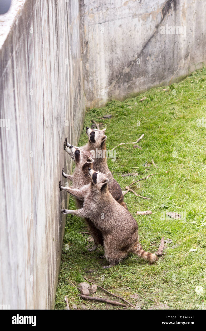 Famiglia di tre procioni in attesa per lo Zoo di Toronto i visitatori di buttare un po' di cibo Foto Stock