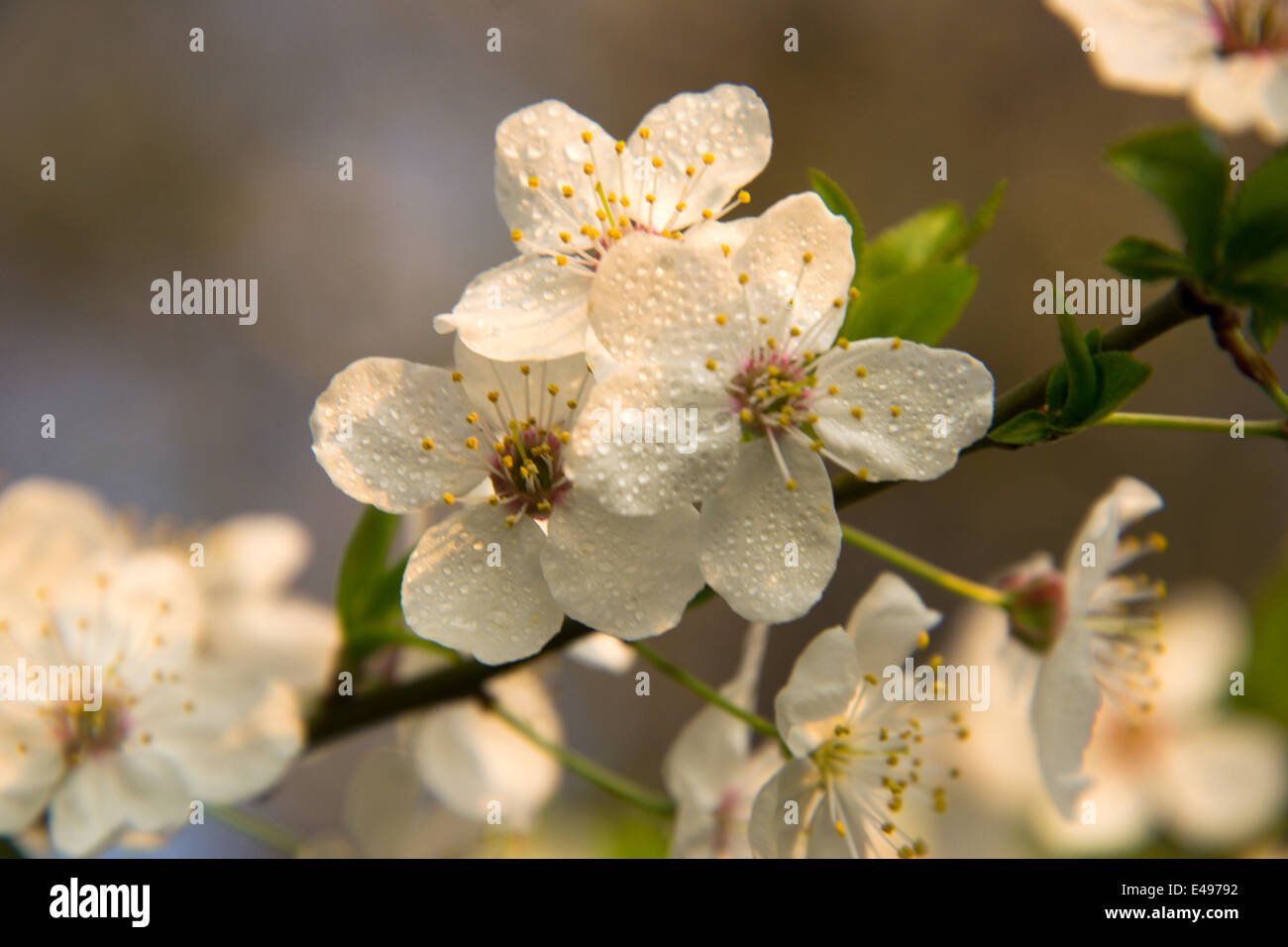 Fiori di colore bianco su un ramo di albero da frutta Foto Stock