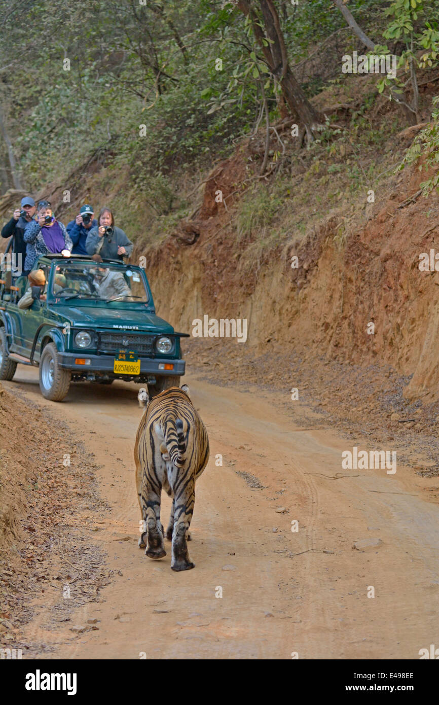 Veicoli turistici a seguito di una tigre una tigre safari in Ranthambhore riserva della tigre Foto Stock