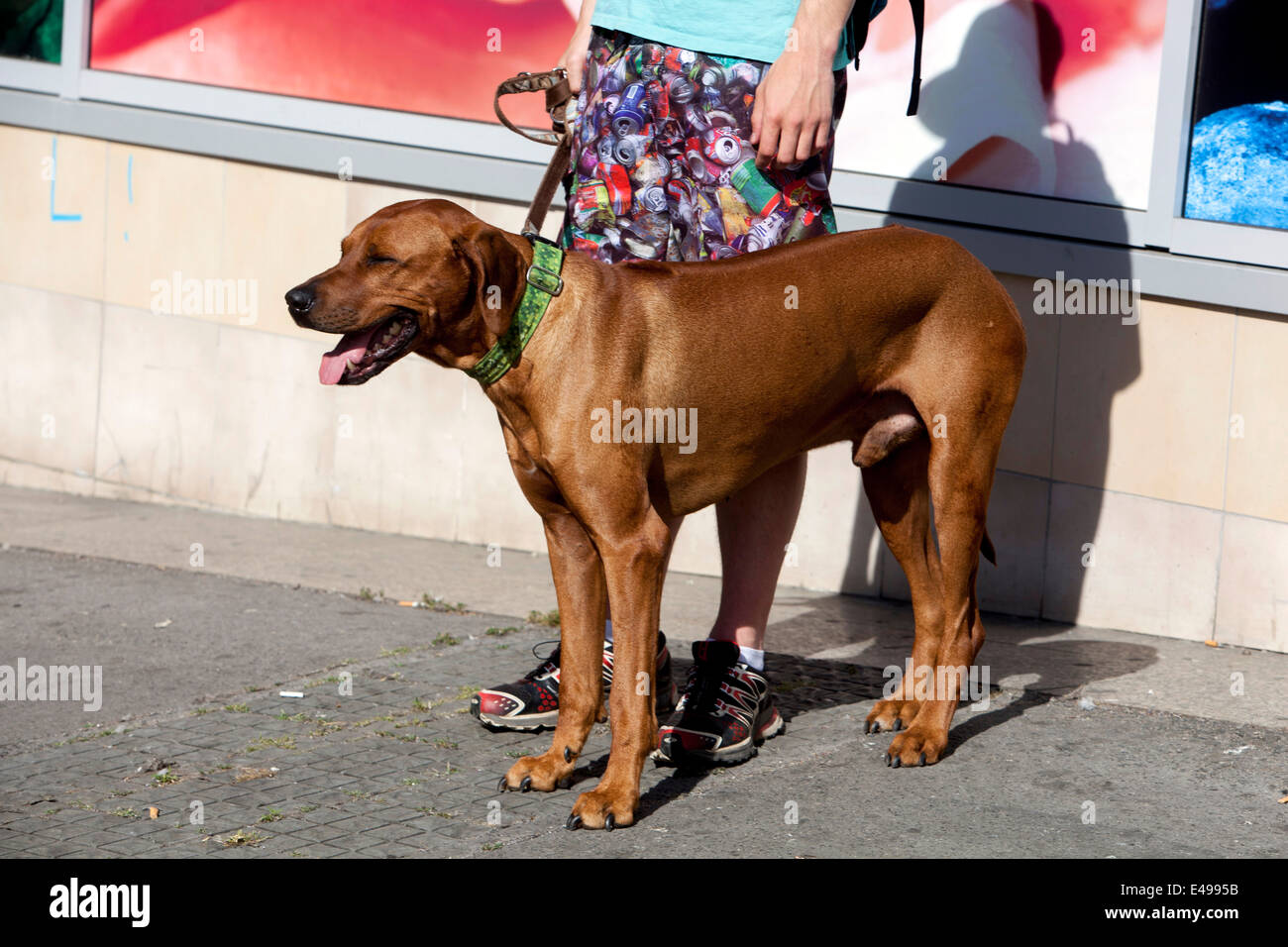 Cane rodesiano Ridgeback in piedi su un marciapiede accanto al suo proprietario all'aperto in una giornata di sole in città. Foto Stock