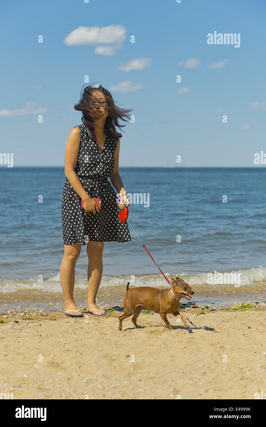 Sands Point, New York, Stati Uniti d'America. 5 Luglio, 2014. Sands Point, New York, Stati Uniti - 5 Luglio 2014 - La giovane donna è a piedi il suo chihuahua al guinzaglio lungo il litorale sabbioso a Sands Point preservare sulla sponda nord Gold Coast sul Long Island Sound. La spiaggia pubblica ha avuto molti visitatori questo sabato di Independence Day Weekend quando soleggiato clima caldo è arrivato dopo il piovoso luglio 4th. © Ann Parry/ZUMA filo/Alamy Live News Foto Stock