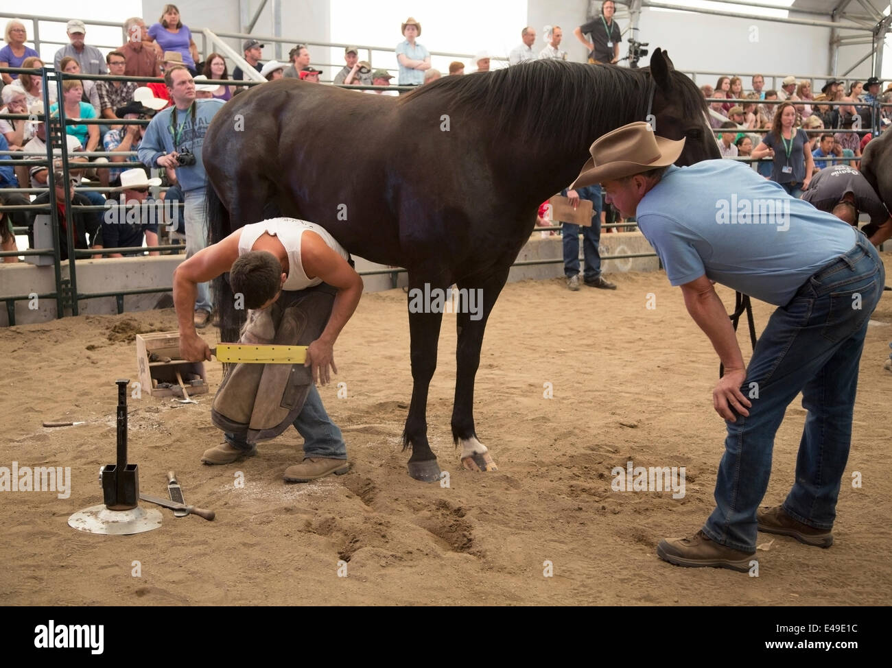 Calgary, Alberta, Canada. 06 Luglio 2014. Il guerriero finisce di sparare un cavallo mentre compete nell'ultimo round del Campionato del mondo Blacksmiths' Competition al Calgary Stampede domenica 6 luglio 2014. I primi cinque guerrieri gareggiano per il titolo di campione del mondo in questa tradizione di lunga data allo Stampede. Calgary, Alberta, Canada. Credit: Rosanne Tackaberry/Alamy Live News Foto Stock