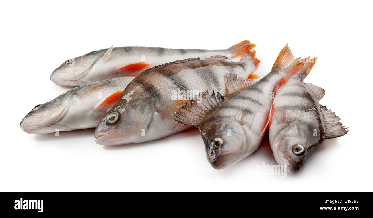 Pesce persico isolati su sfondo bianco Foto Stock