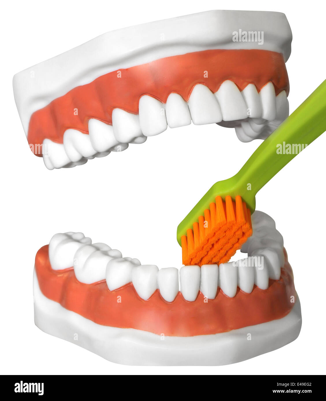 Il modello della mascella umana con denti e uno spazzolino, isolato con tracciato di ritaglio Foto Stock