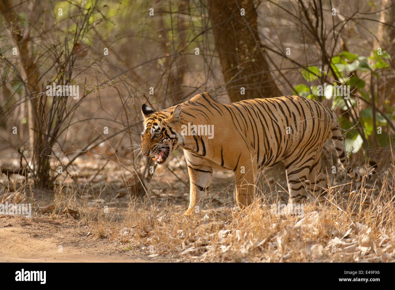 Tiger nelle foreste secche di Ranthambore riserva della tigre Foto Stock