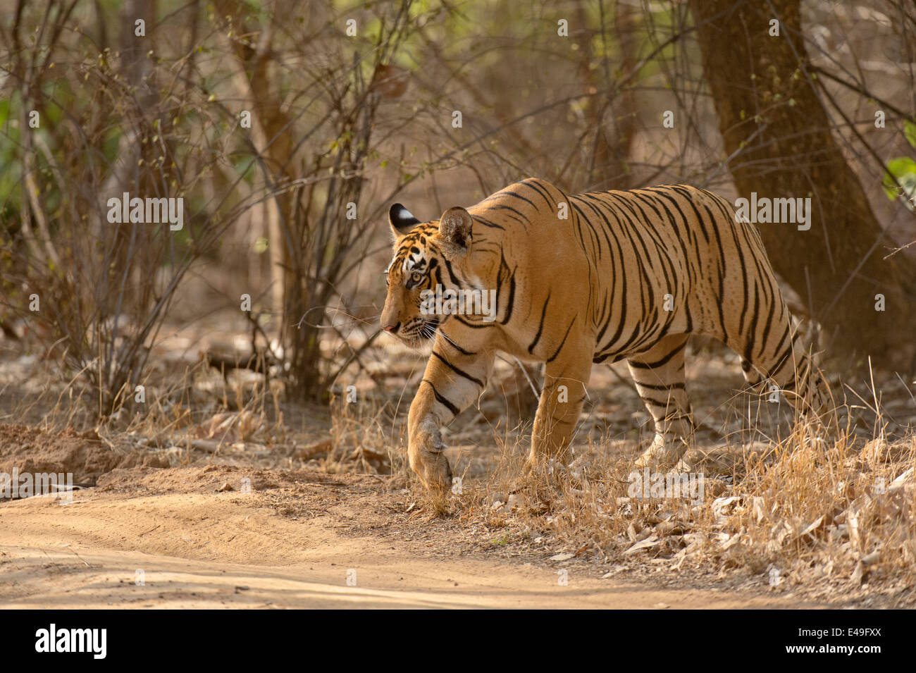 Tiger nelle foreste secche di Ranthambore riserva della tigre Foto Stock