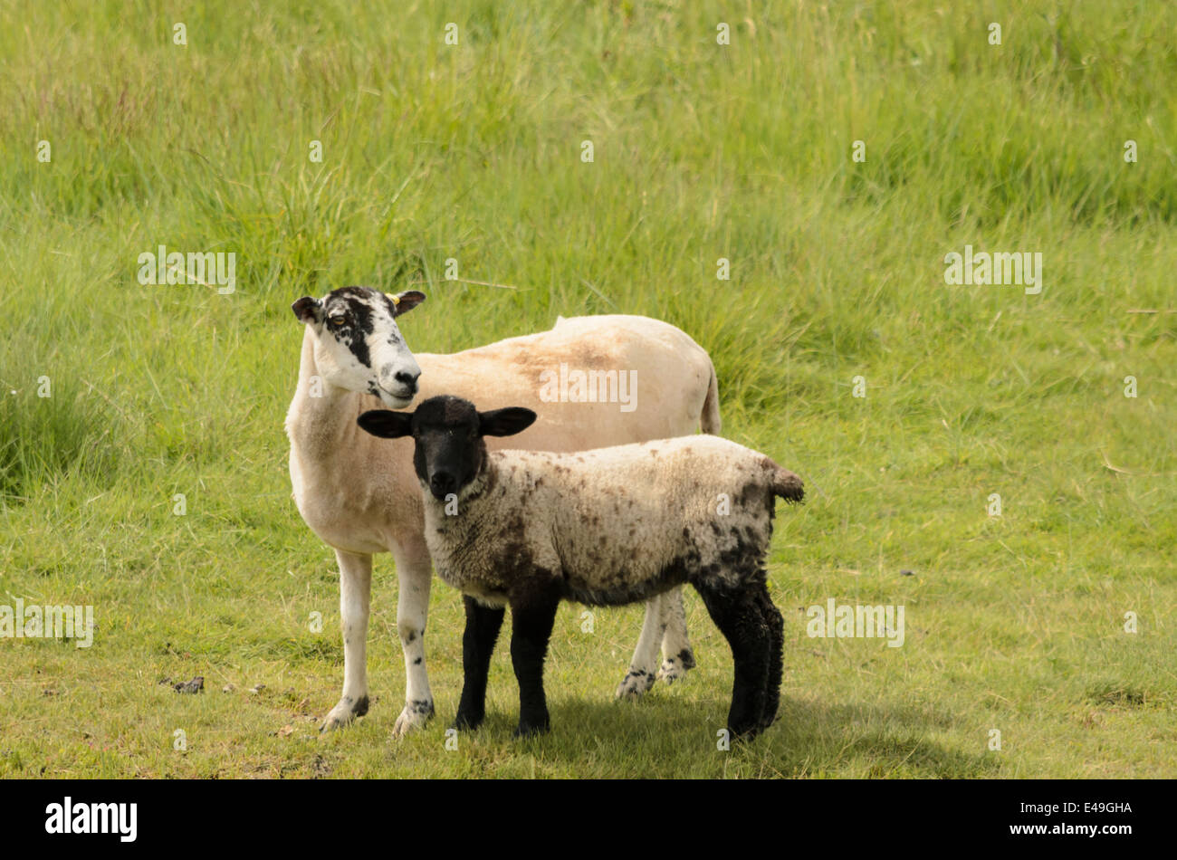 Pecora madre con il suo bambino di agnello Foto Stock