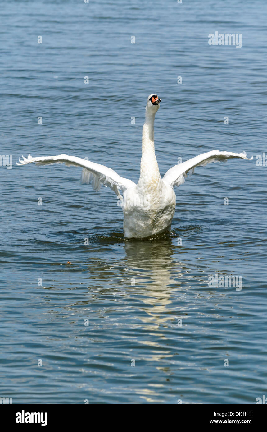 Swan nuotando lungo un fiume in Gran Bretagna. Foto Stock