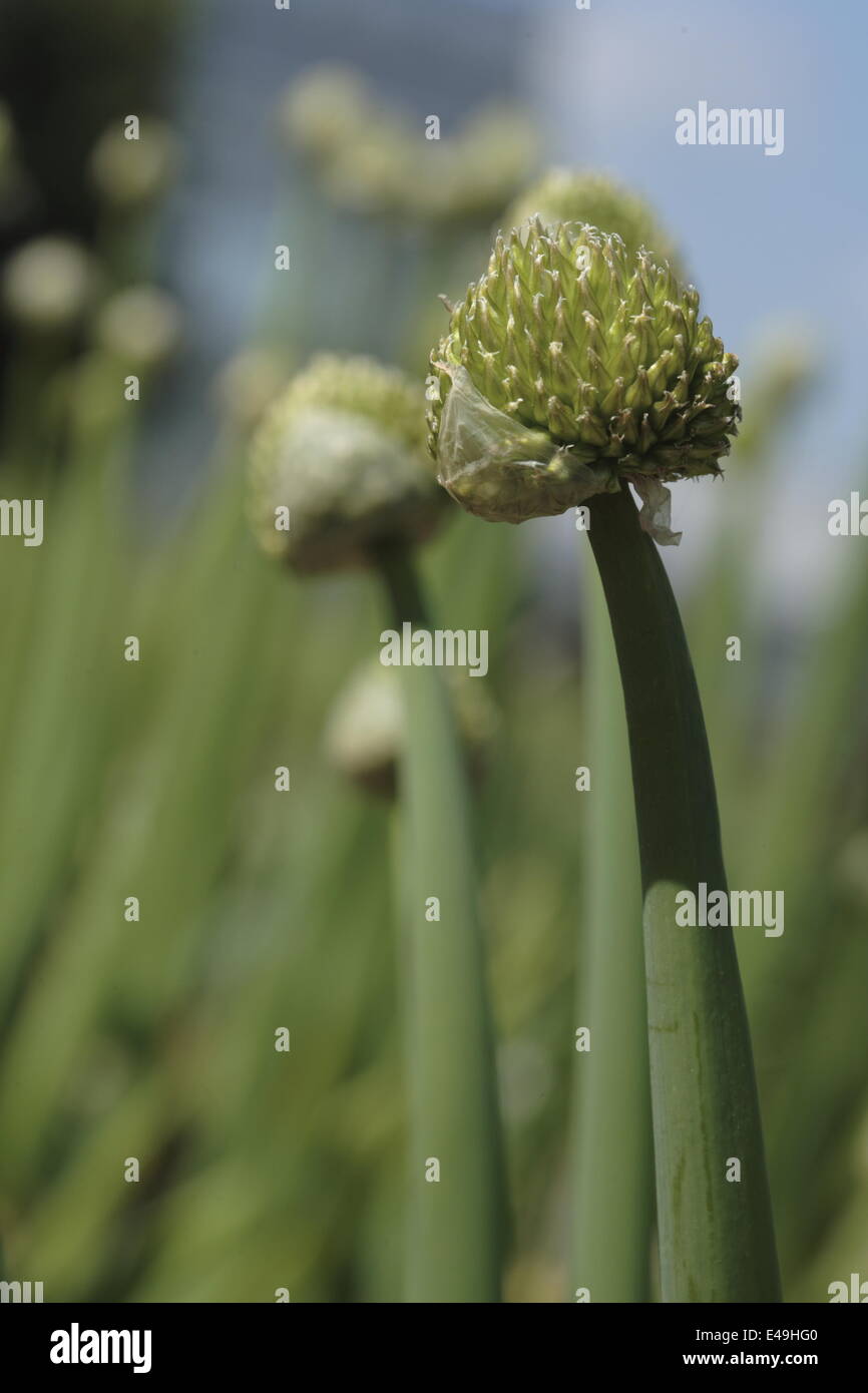 Welsh cipolla - Allium fistulosum Foto Stock