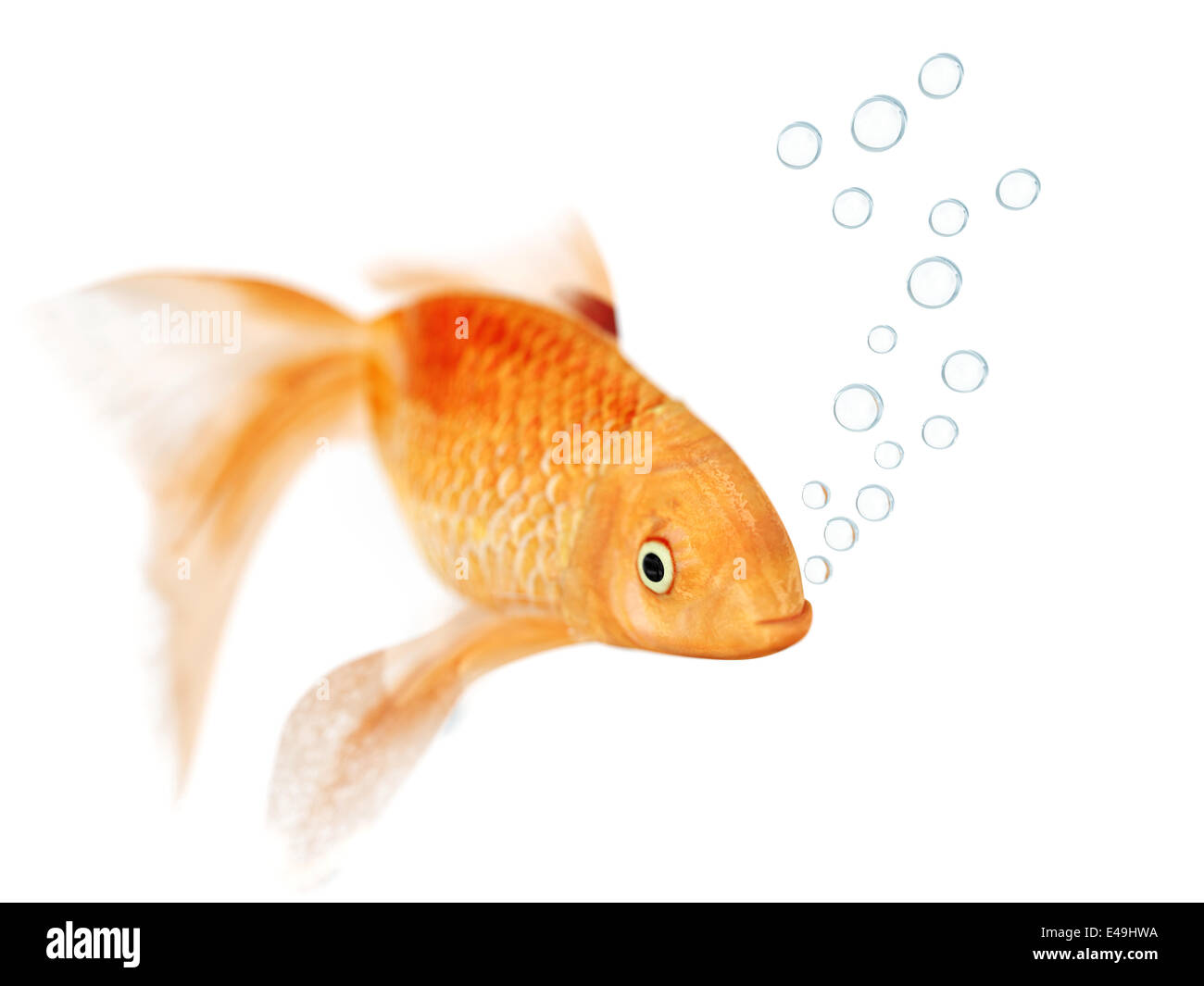 Goldfish e bolle Foto Stock
