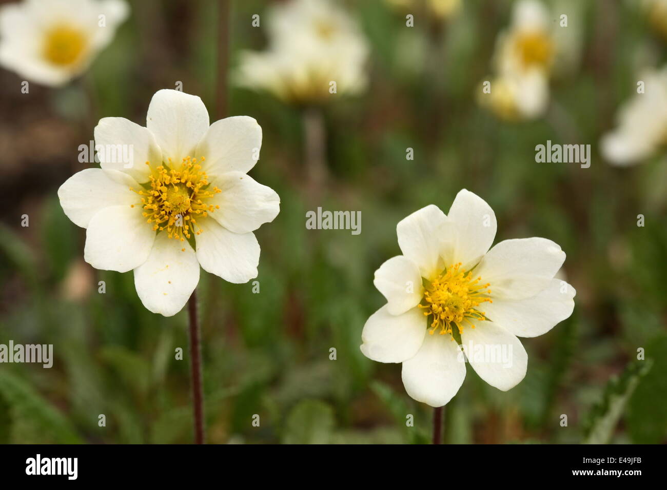 Montagna - avens Dryas x suendermannii Foto Stock