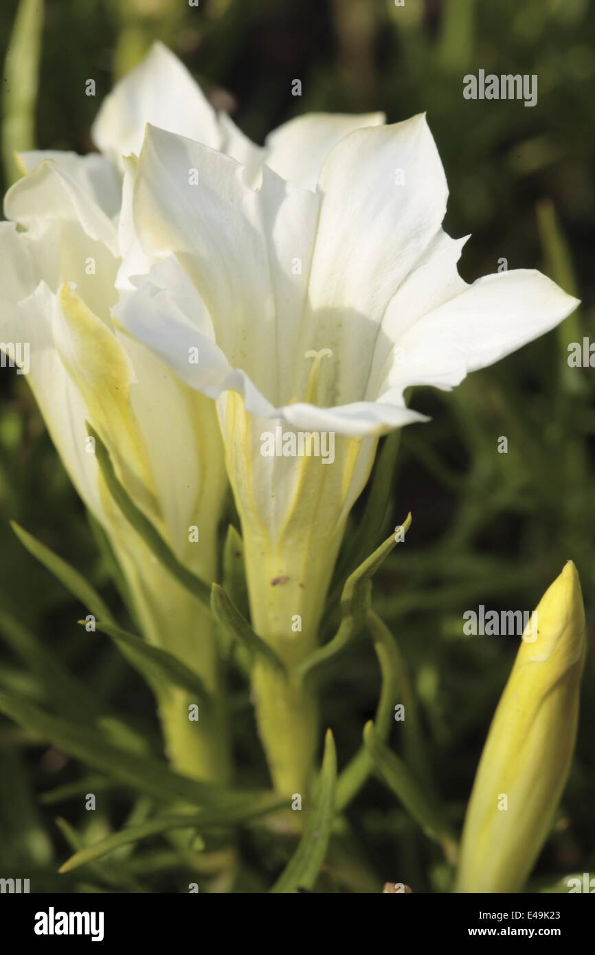 La genziana cinese 'Weißer Traum' Foto Stock