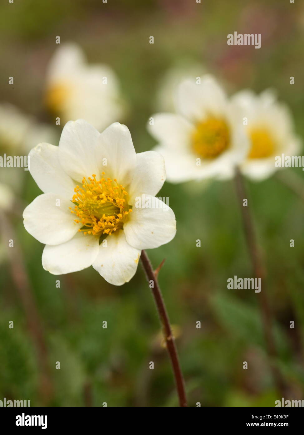 Montagna - avens Dryas x suendermannii Foto Stock