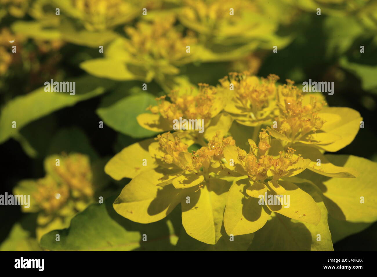 Cuscino - euforbia Euphorbia epithymoides Foto Stock