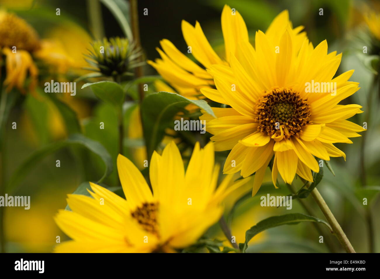 Immagini Stock - Fiore Di Girasole Gigante, Helianthus Giganteus