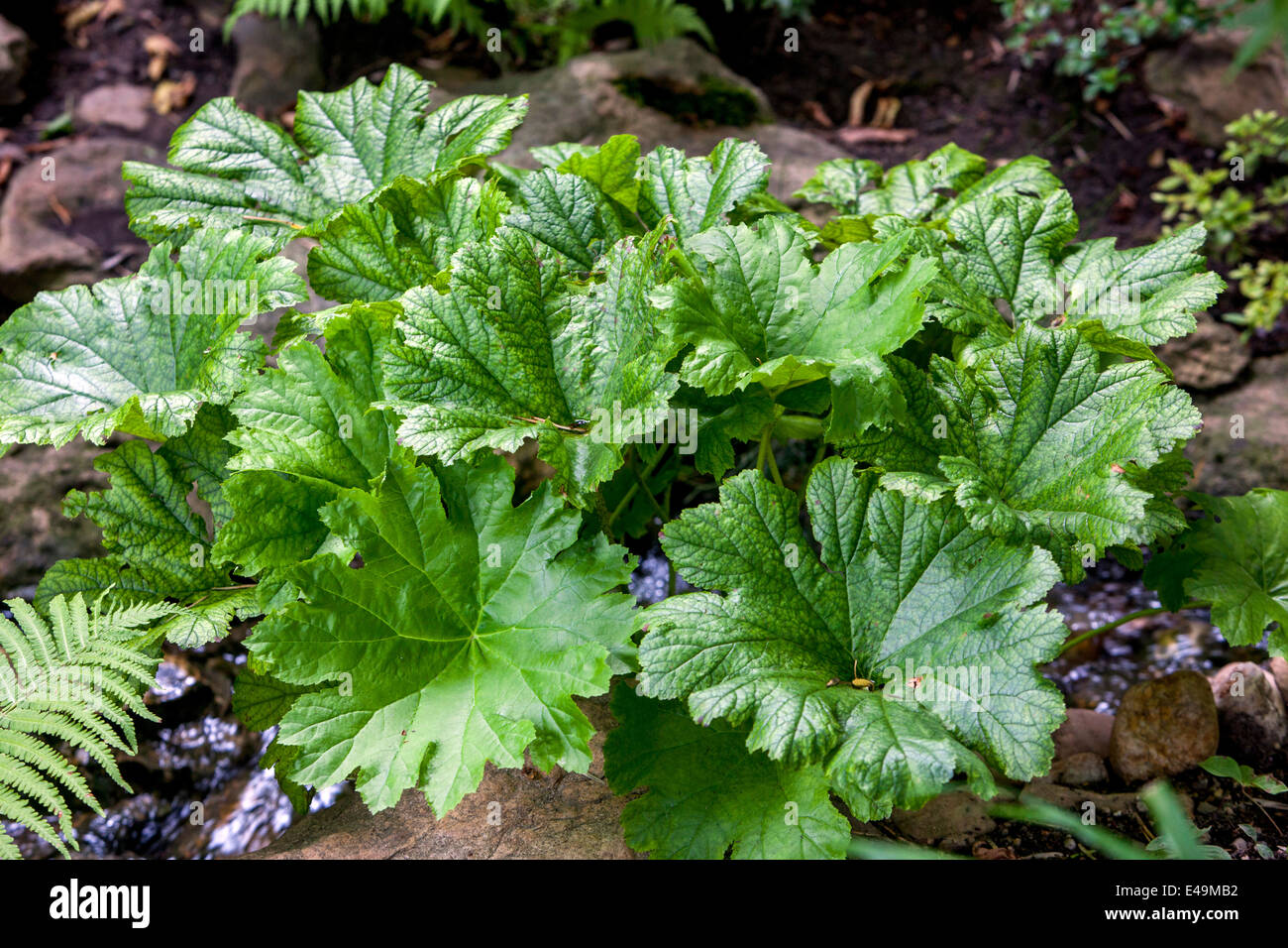 Darmera peltata pianta di foglie grandi per un'area ombreggiata e fa meglio in suolo pesante e bagnato. È anche una buona scelta come pianta marginale Foto Stock