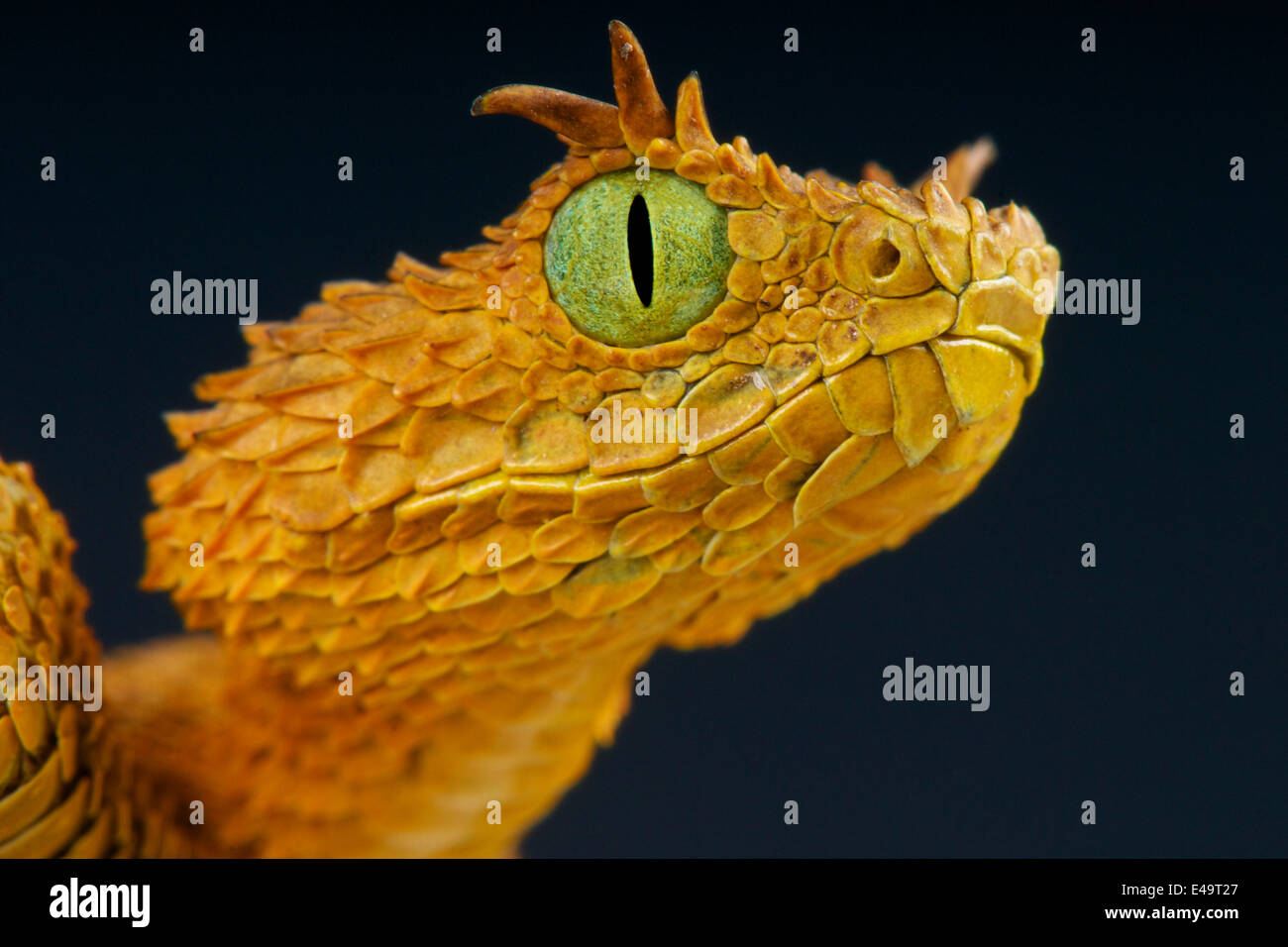 Boccola di ciglia viper / Atheris ceratophora Foto Stock