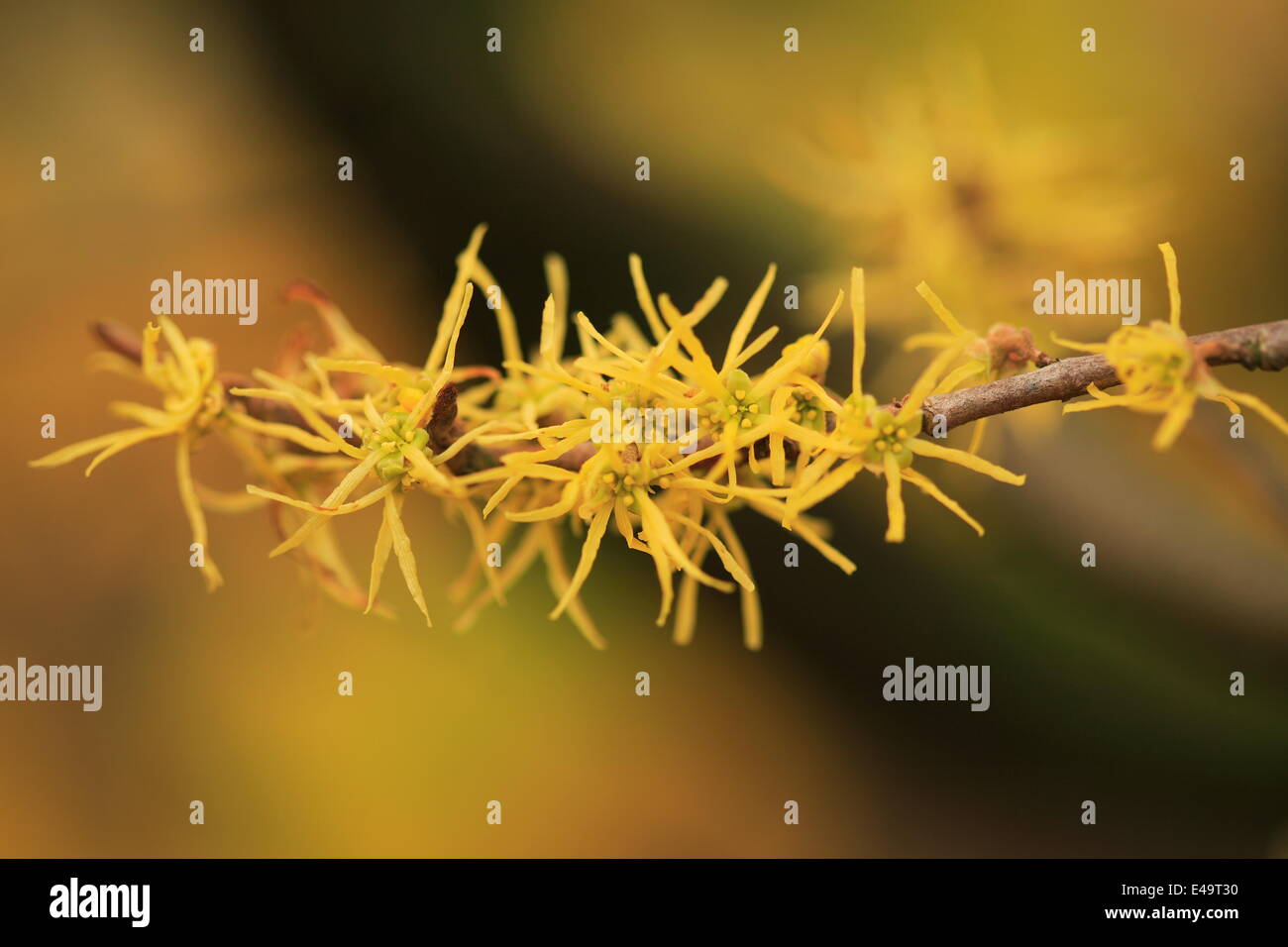 Amamelide - Hamamelis Foto Stock