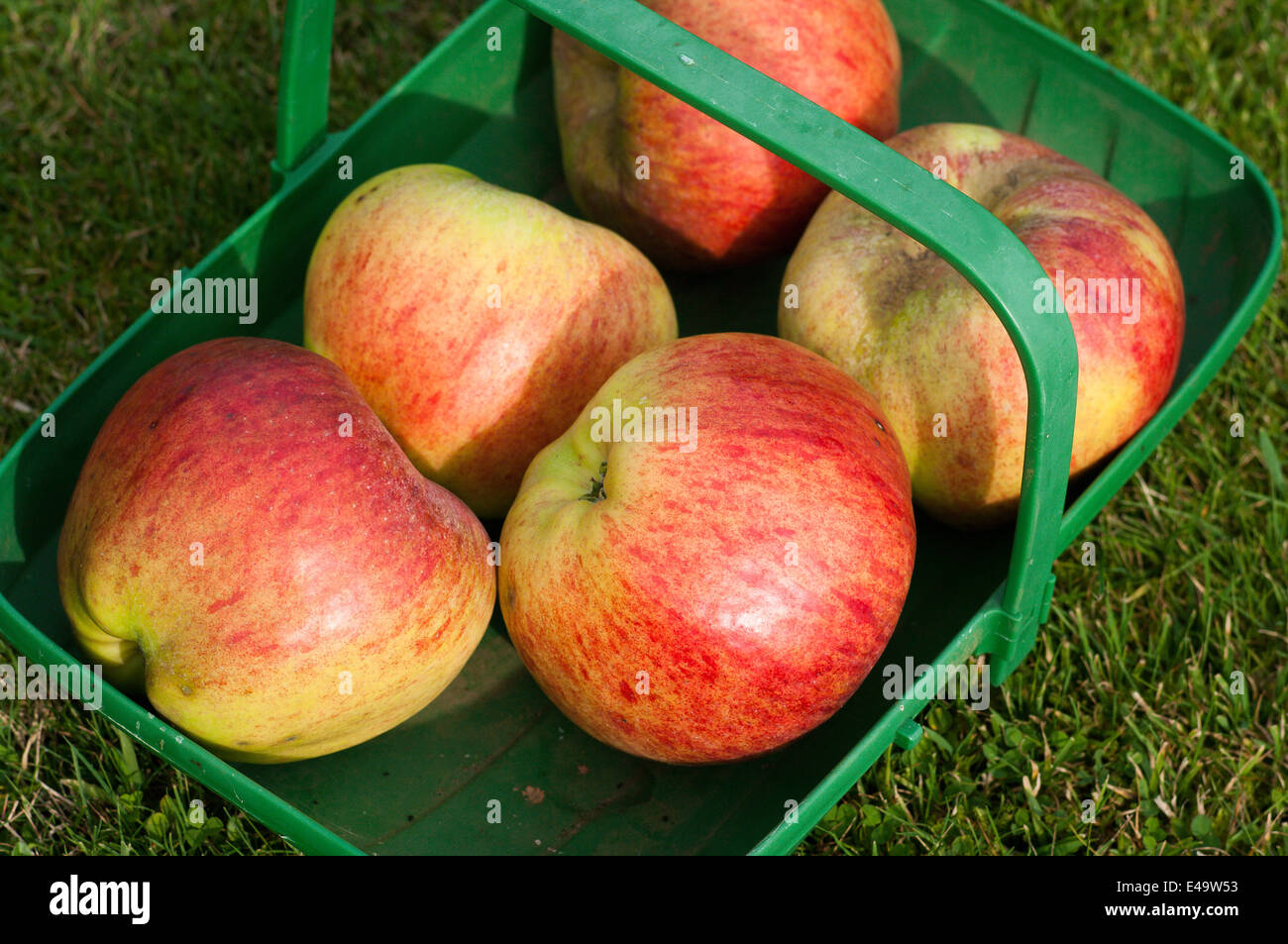 Cinque mele mature in un verde trug in plastica Foto Stock