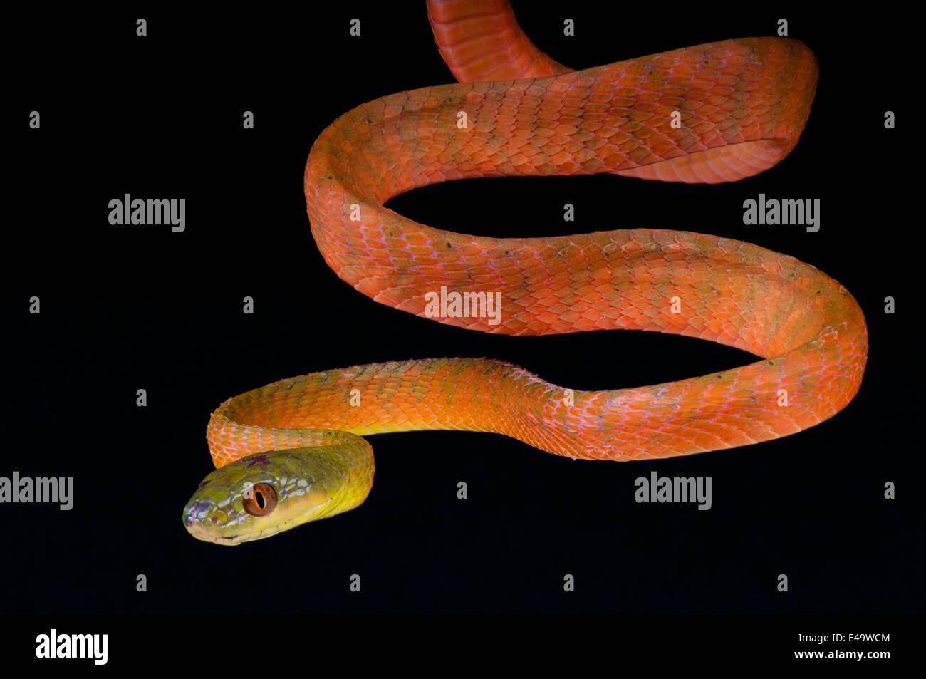 Gatto rosso serpente / Boiga nigriceps Foto Stock