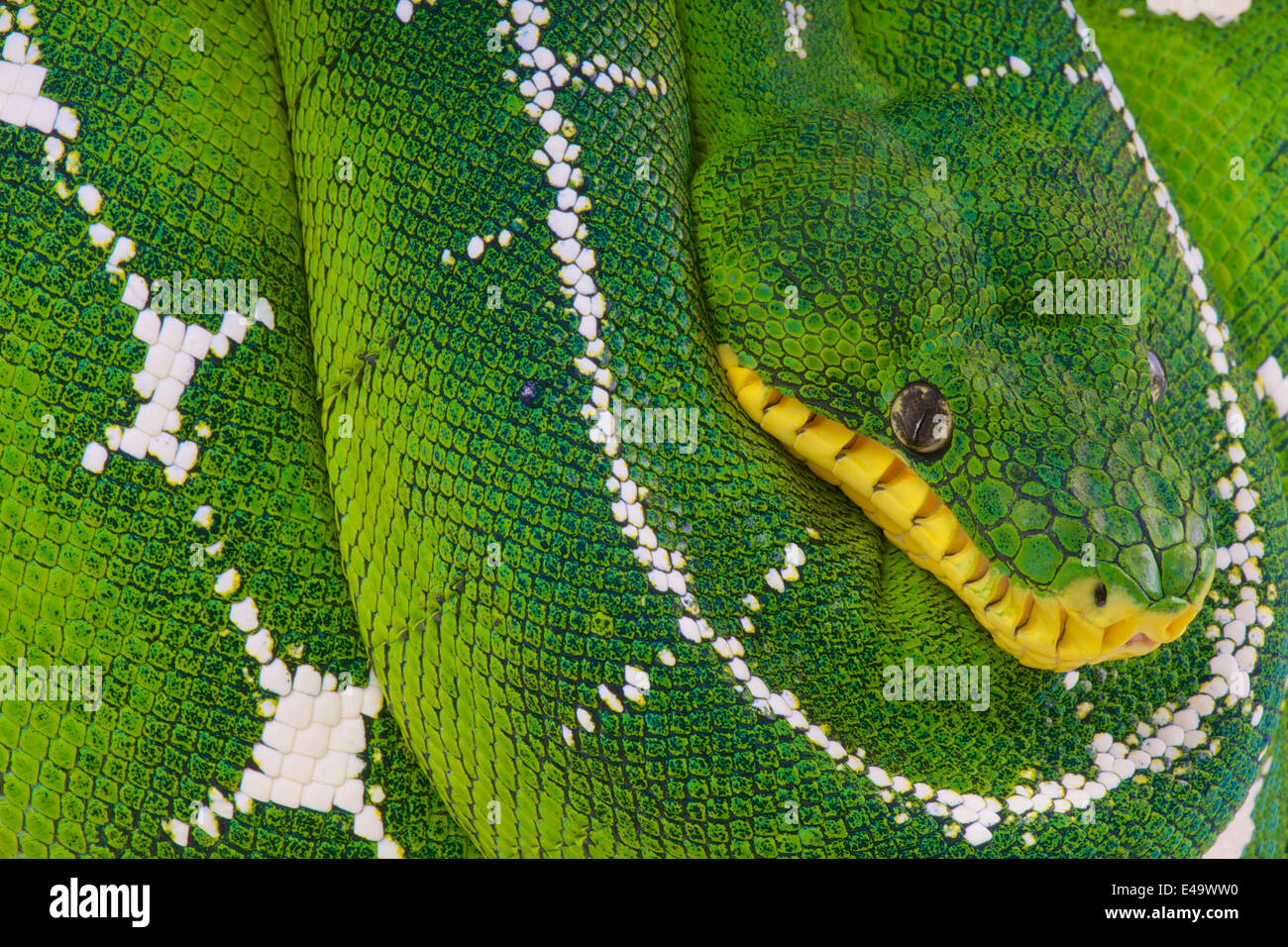 Superiore albero Amazon boa / Corallus batesii Foto Stock