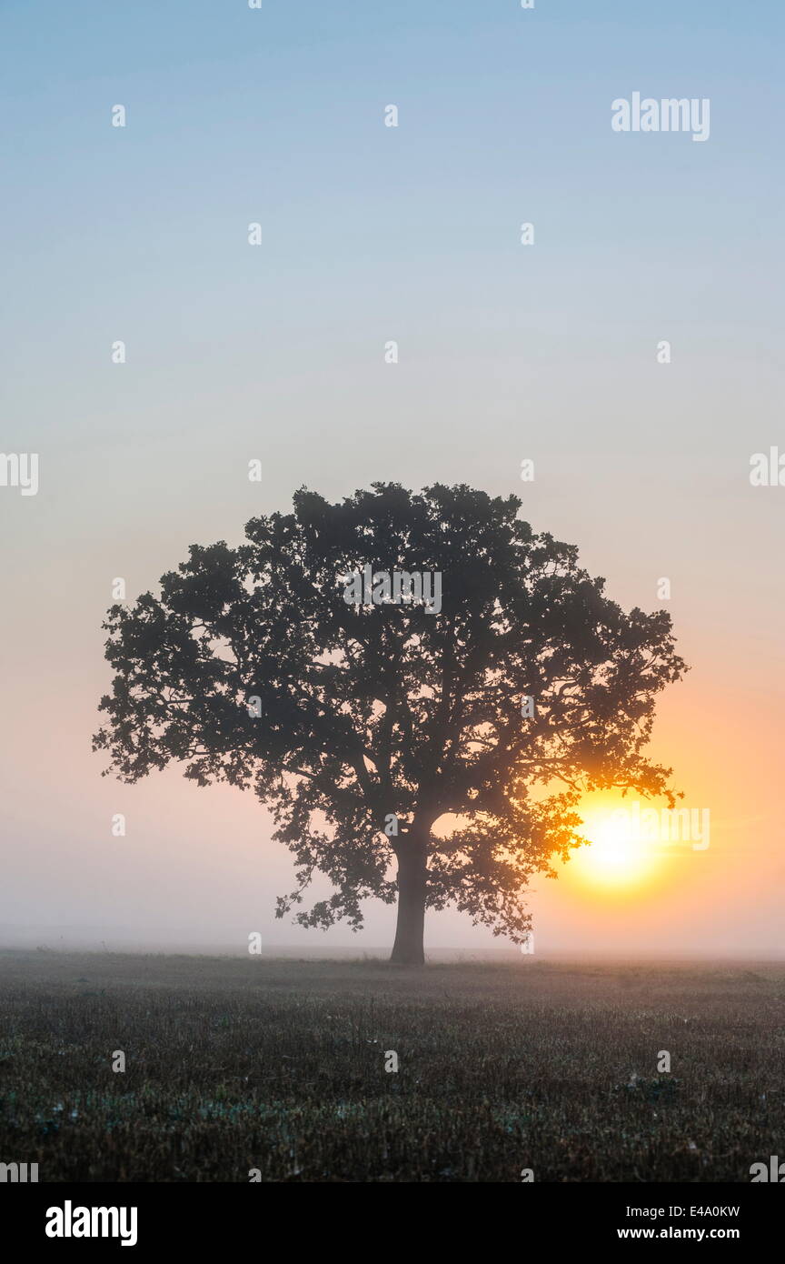 Misty albero a sunrise, Broadway, il Costwolds, Gloucestershire, England, Regno Unito, Europa Foto Stock