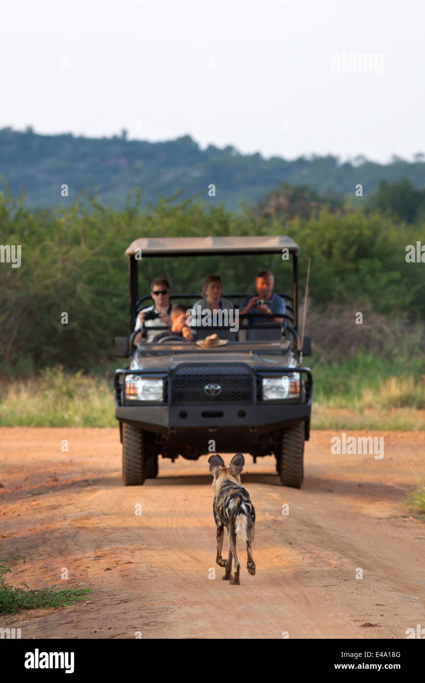 African wild dog (Lycaon pictus) e la visualizzazione di gioco veicolo, Madikwe Game Reserve, Sud Africa e Africa Foto Stock