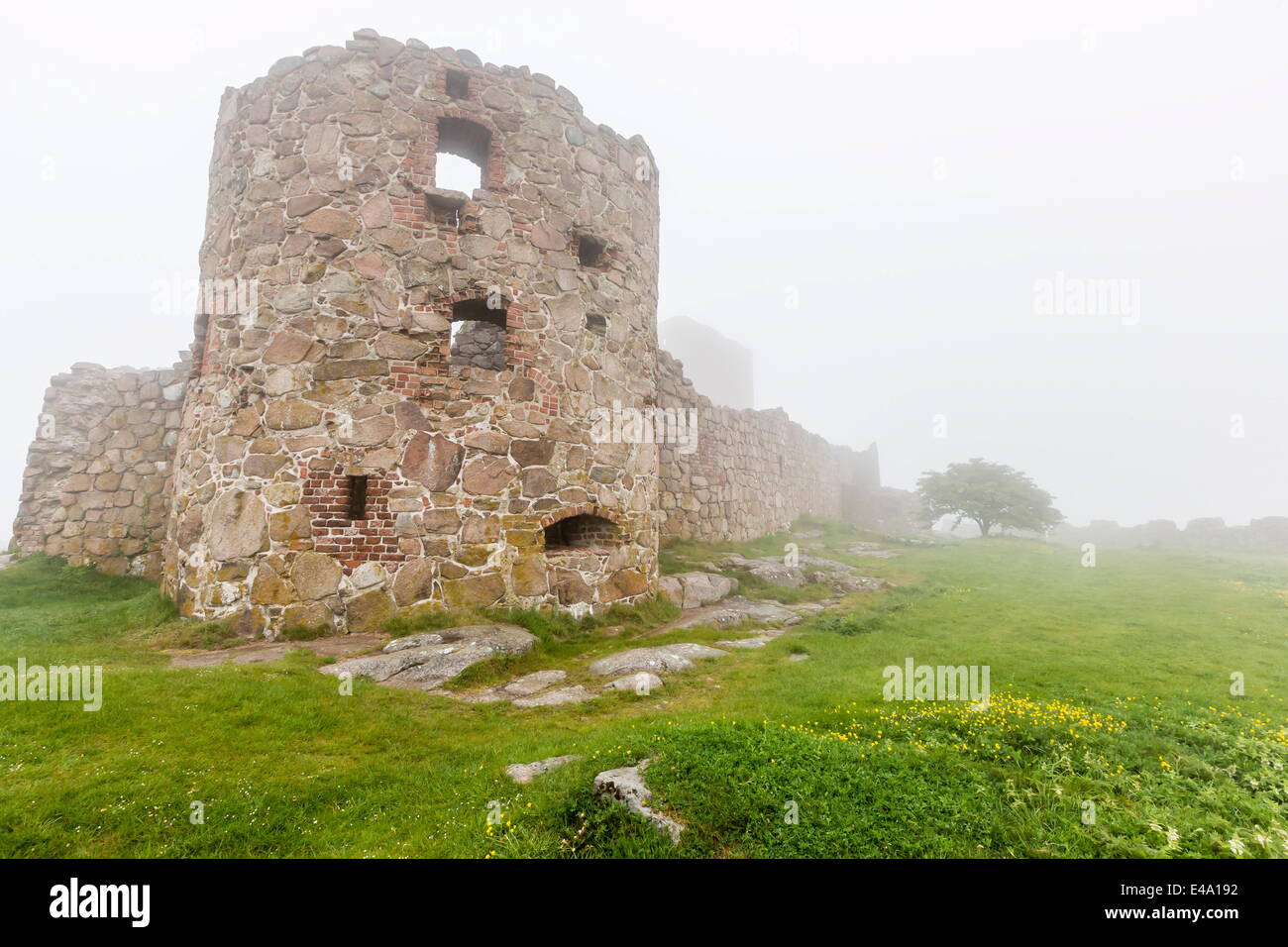 La nebbia avvolge il castello Hammershus sulla maggior parte punta nord dell'isola di Bornholm, Danimarca, Scandinavia, Europa Foto Stock