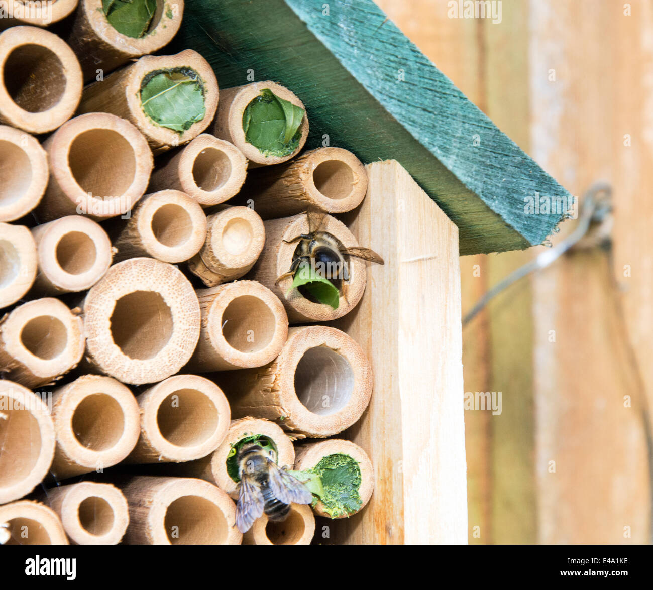 Leaf Cutter Bee al lavoro Foto Stock
