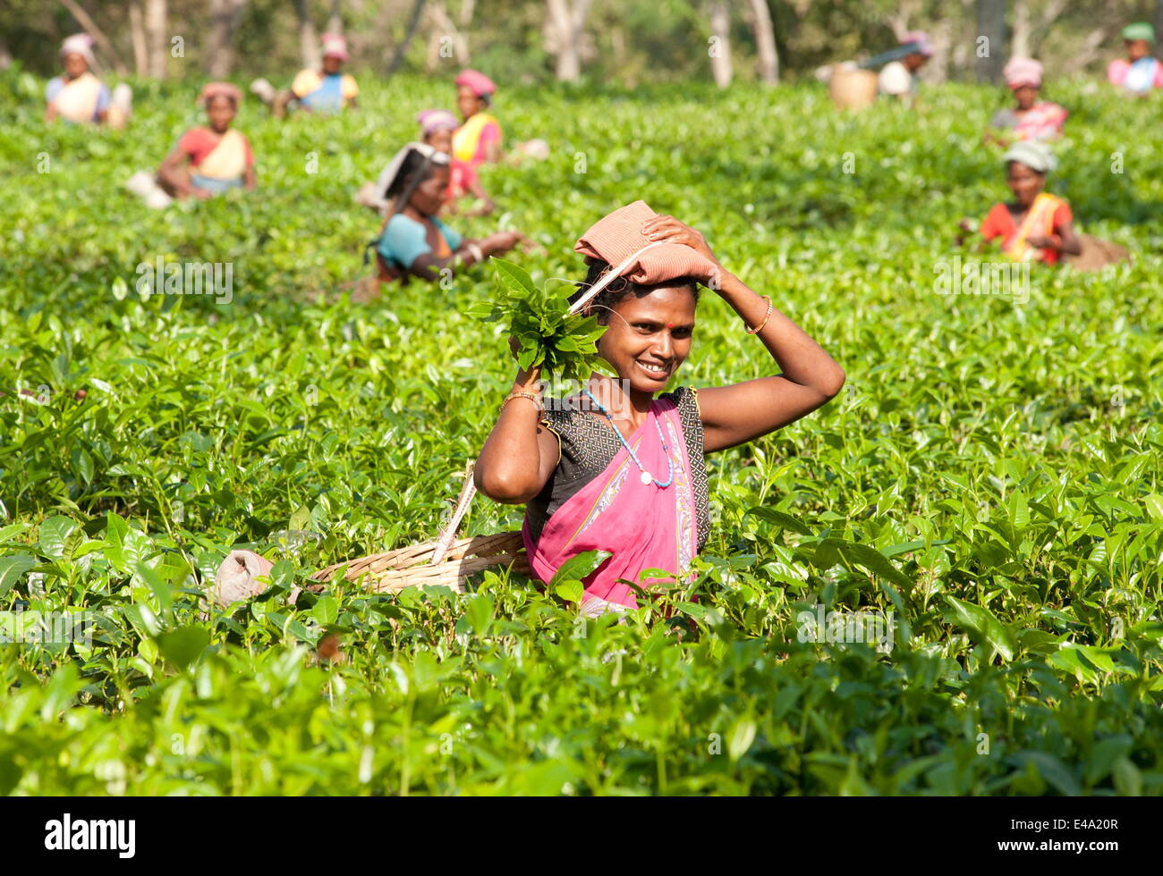 Sorridente raccoglitori di tè lavora in piantagione di tè, Balipara distretto di Assam, in India, Asia Foto Stock