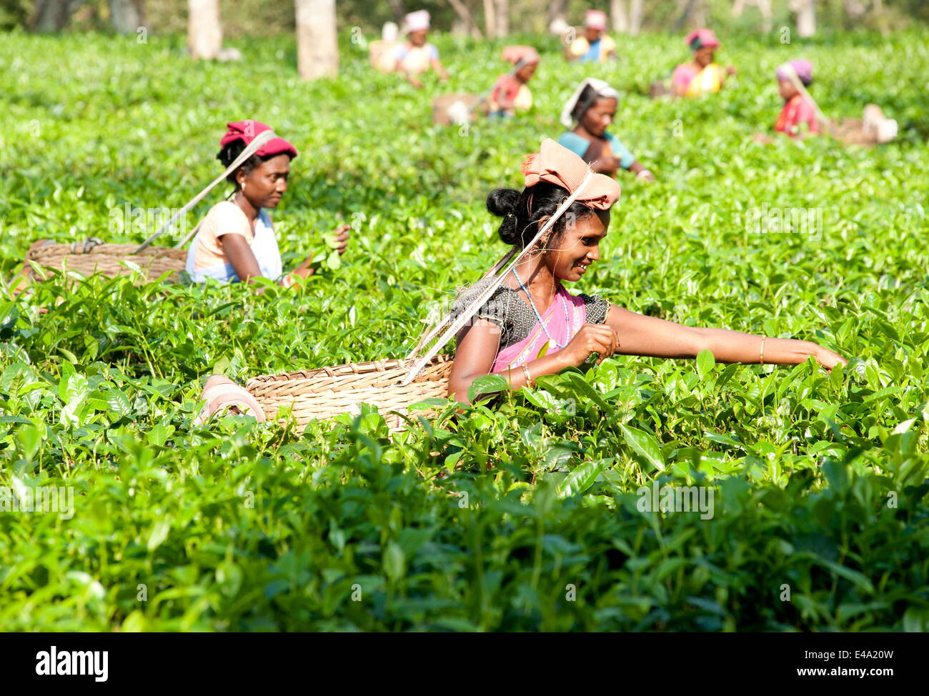 Sorridente raccoglitori di tè lavora in piantagione di tè, Balipara distretto di Assam, in India, Asia Foto Stock