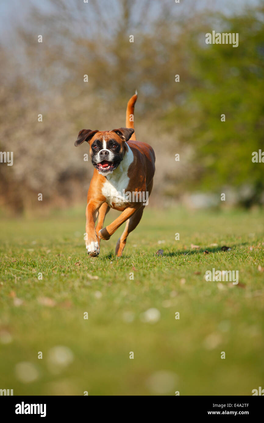 Ritratto di boxer tedesche in esecuzione su un prato Foto Stock