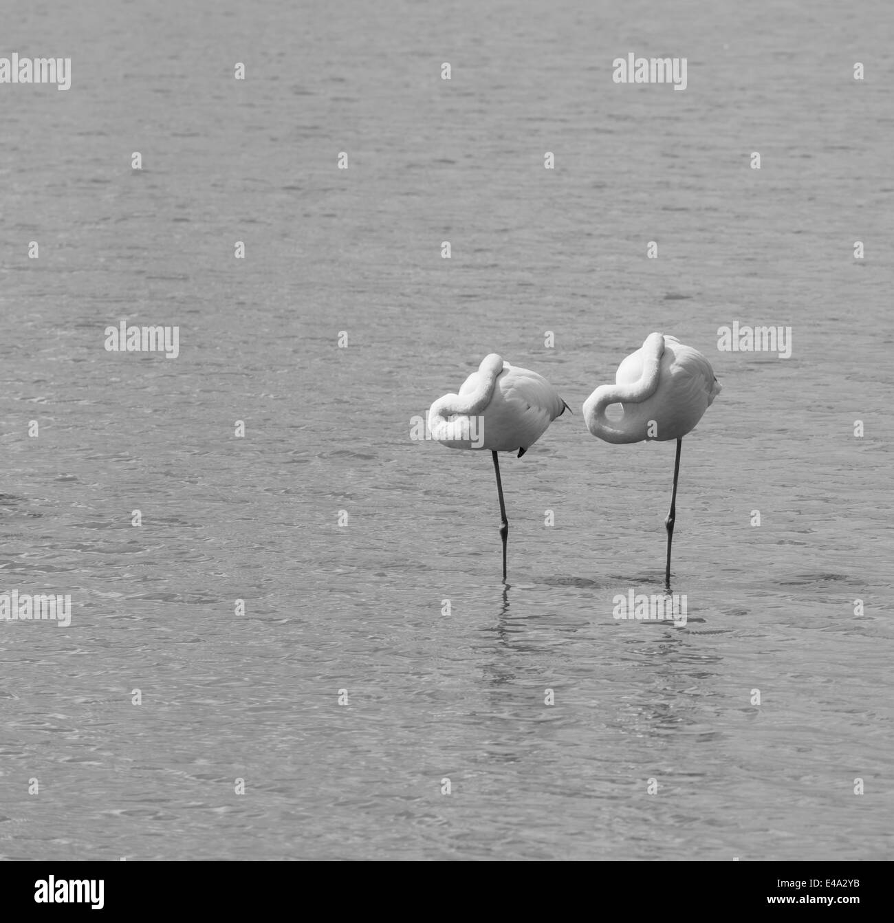 Francia, Provence Alpes Côte d'Azur, Camargue, due fenicotteri a pelo, Phoenicopterus roseus Foto Stock