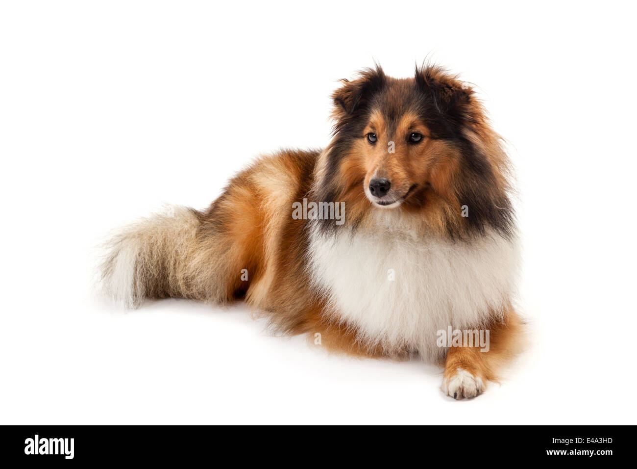Shetland sheepdog isolati su sfondo bianco Foto Stock