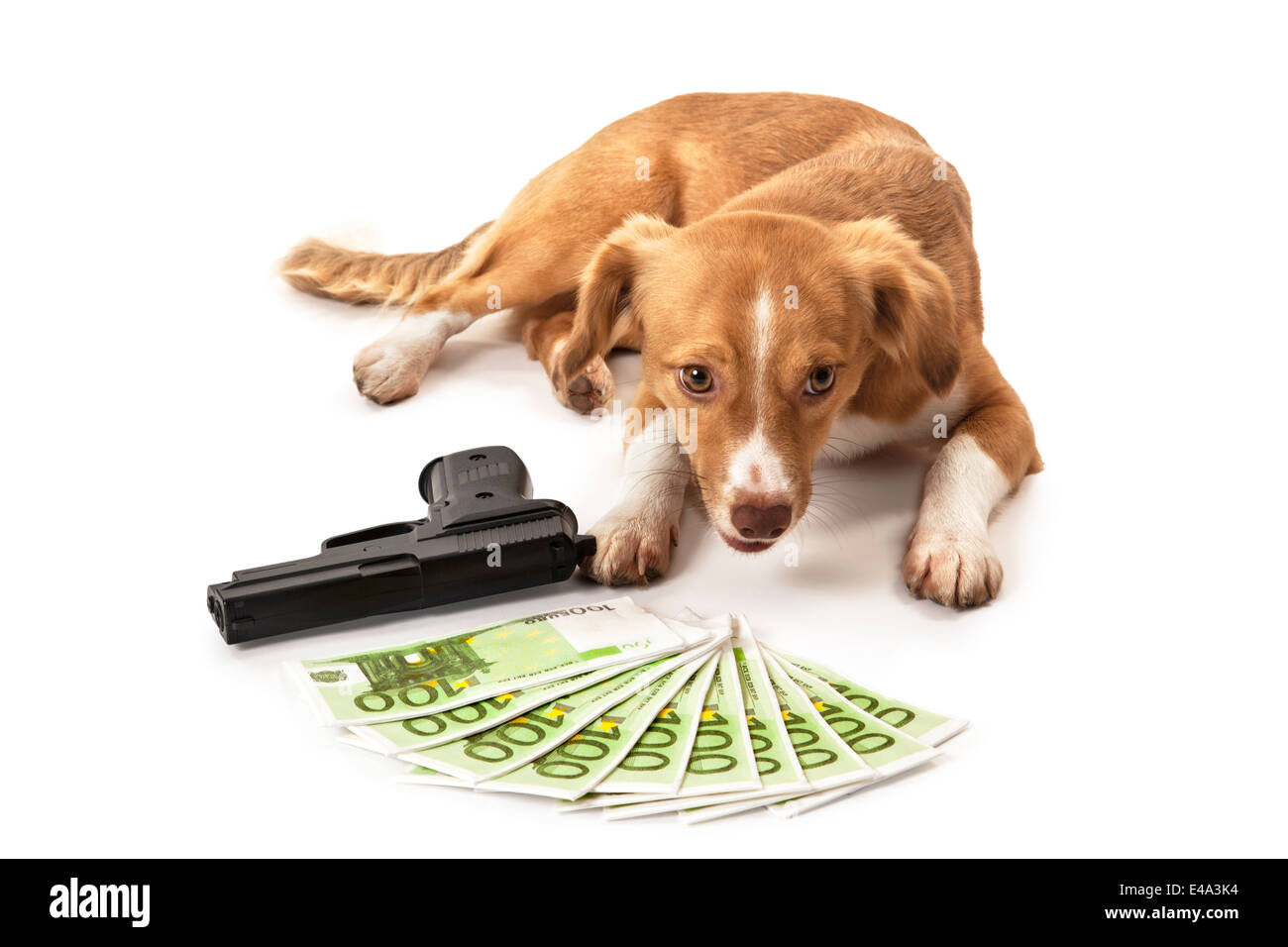 Ritratto di cane nella parte anteriore della pistola e di banconote in euro su sfondo bianco Foto Stock