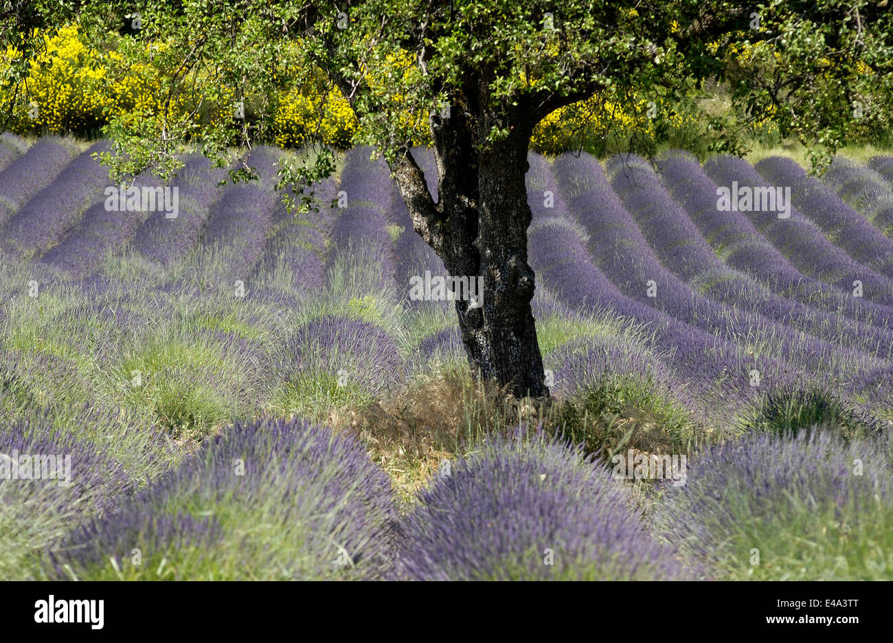 Splendido campo di lavanda in fiore nella regione di Valensole, Provenza, Francia in alta stagione estiva Foto Stock