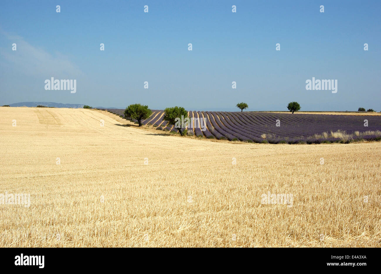 Lavanda e campi di grano, Valensole, Provenza, Francia Foto Stock